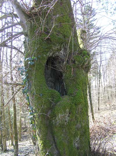 Eine Baumhöhlung von weiter weg...