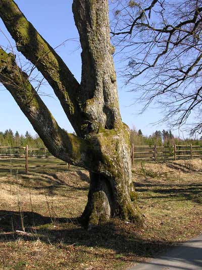 Sab-Linde1.jpg