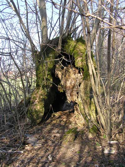Sab-Esche9.jpg