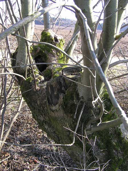 Sab-Esche7.jpg