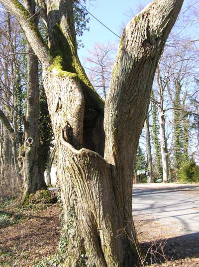 Ein Baum mit schon gut vernarbtem Astbruch