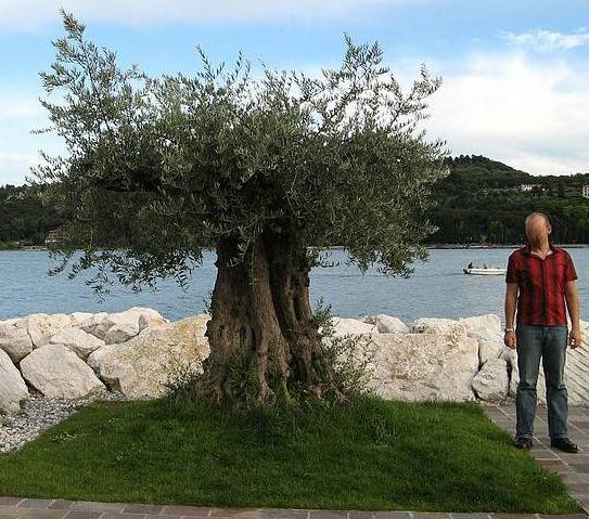 Olive Gardasee.JPG