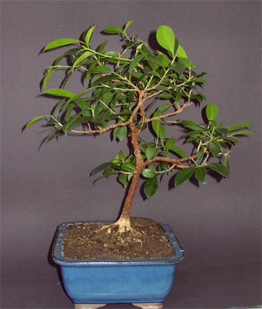 Ficus_rechts110308.jpg