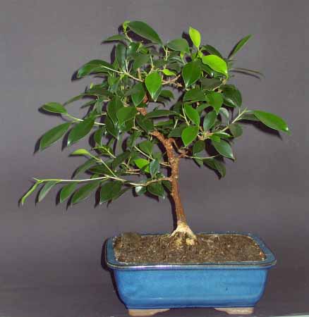 Ficus_vorn 1103008.jpg