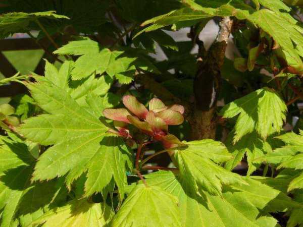 acer Blätter