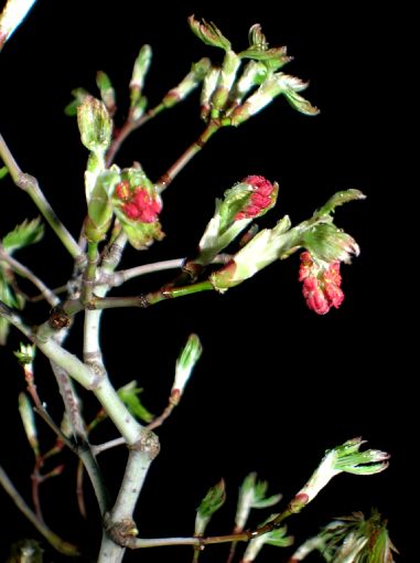 Acer_palm_08.aureum-shirasawanum_02.jpg