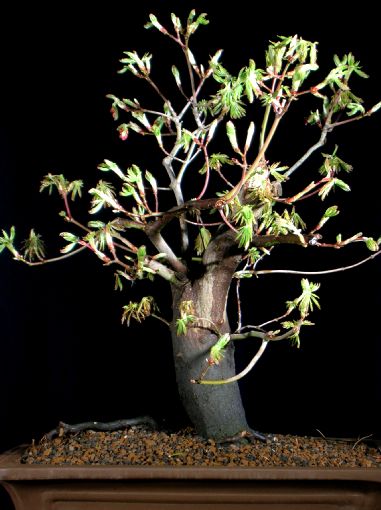 Acer_palm_08.aureum-shirasawanum_01.jpg