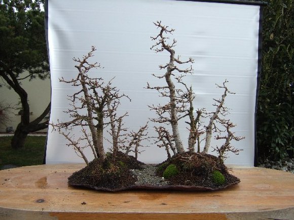 Dscf2115.jpg