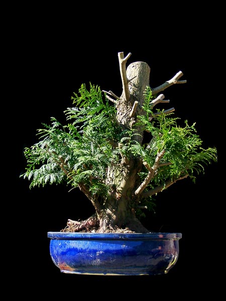 04Thuja.jpg