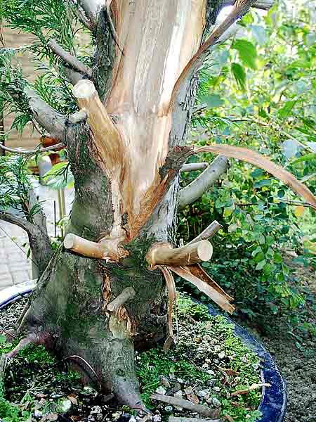 05Thuja.jpg