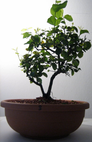 Sageretia thea 3.JPG