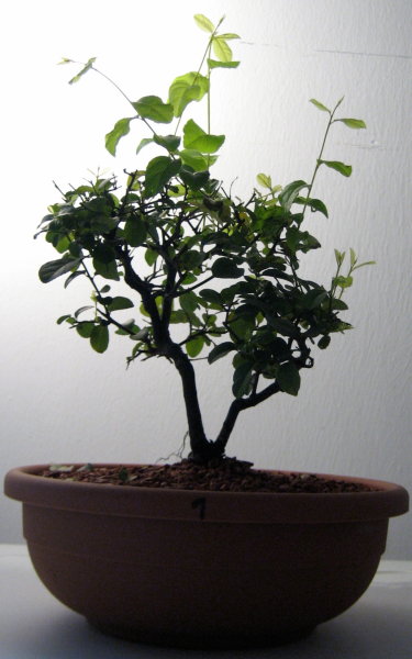 Sageretia thea 1.JPG