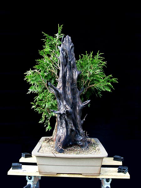 25Thuja.jpg
