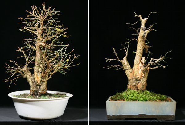 Cornus.jpg