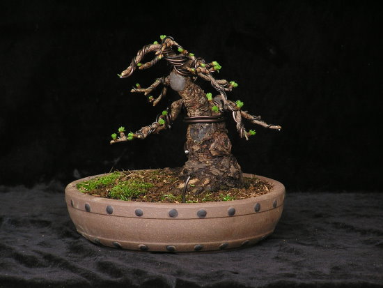 Shohin Lärche nach der Gestaltung