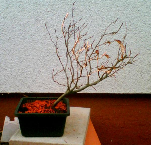 buche2_2.jpg