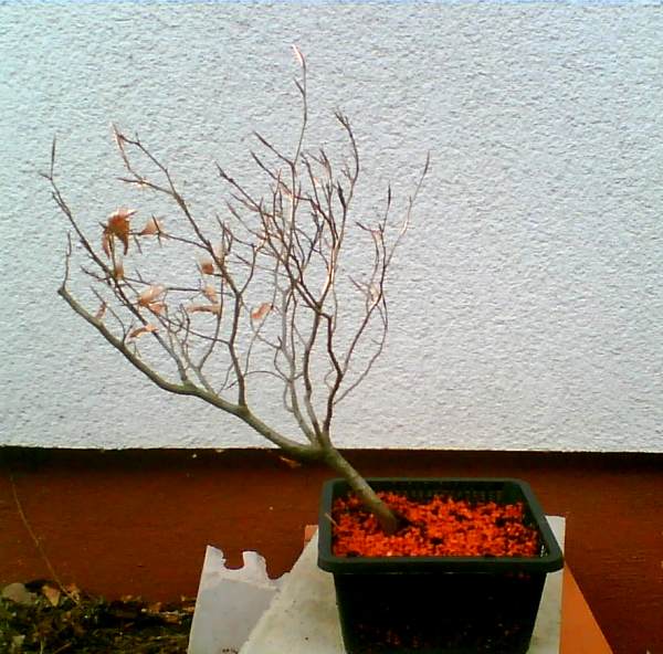 buche2_1.jpg