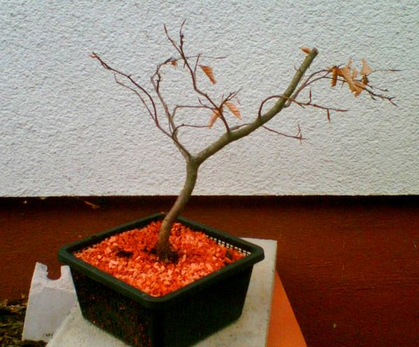 buche1_2.jpg