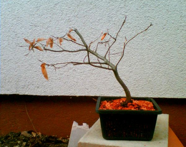 buche1_1.jpg