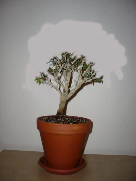 Olive_Daniel_v1.jpg