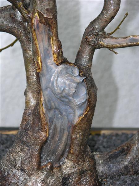Shari behandelt (Custom).JPG