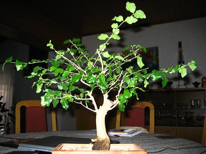 IMG_3428.jpg
