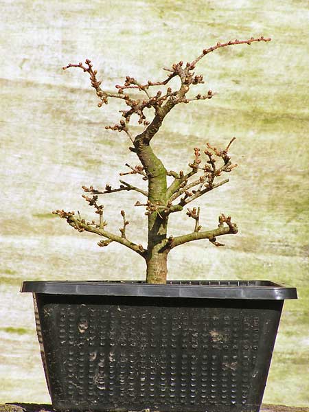 Laerche-links.jpg
