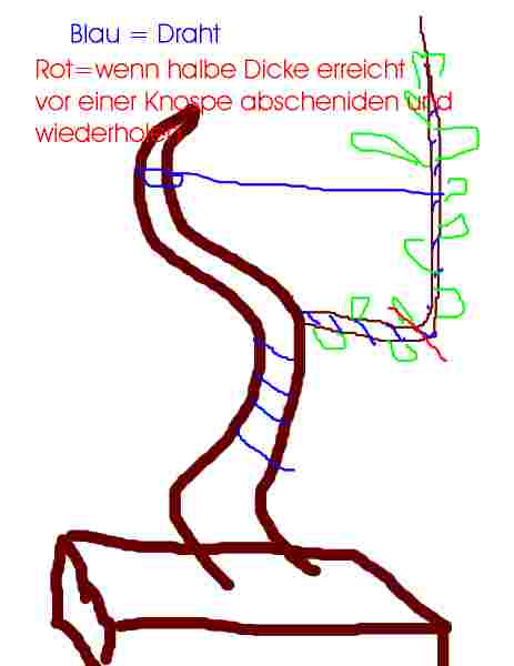 Ast_verdicken.jpg