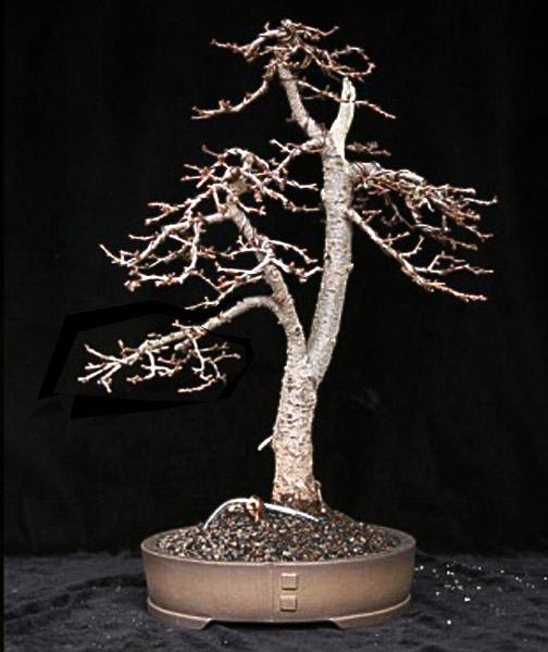 laerch-20081.jpg