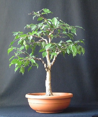 Ficus 16.2.2008.jpg