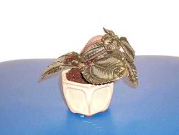 Seit einem Jahr als Bonsai
<br />
<br />Höhe ca. 45 cm