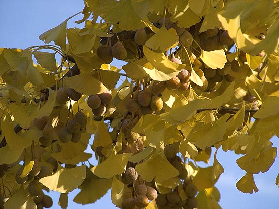 baum_03.jpg