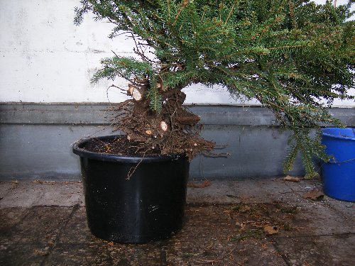 DSCF1183_500x375.JPG