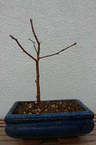 Haustürbonsai2.jpg