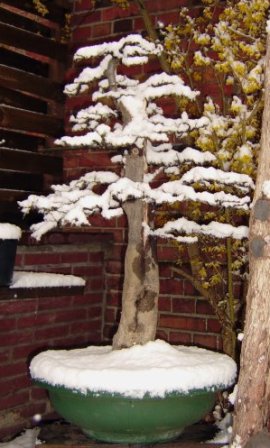 Ostern 24.März 2008 001 Hainbuche.jpg