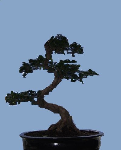 ficus gabi rückseite.jpg