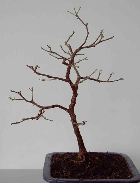 FicusLinks260308.jpg