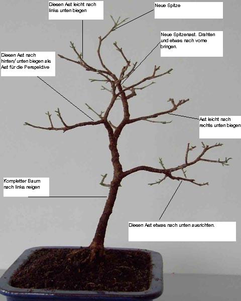 ficus rechts Ernst neu.JPG