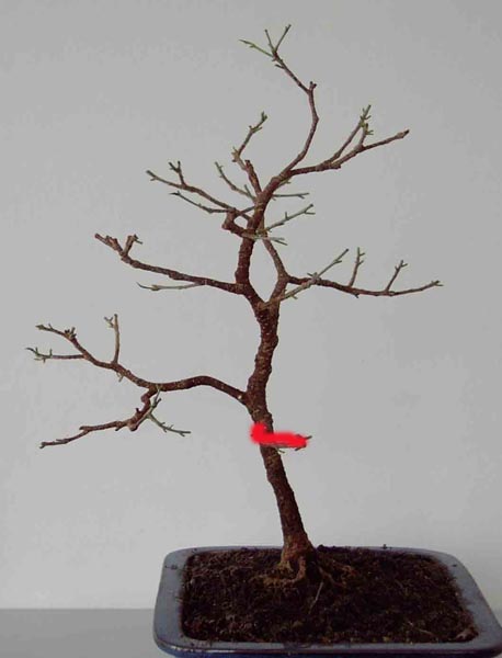 FicusLinks260308.jpg