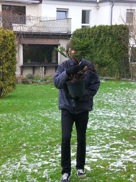 Max bringt die Fichte.