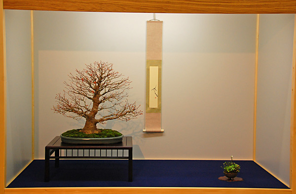 Jap. Fächerahorn