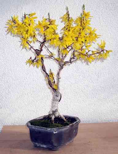 forsythie308volleblueteforum.jpg