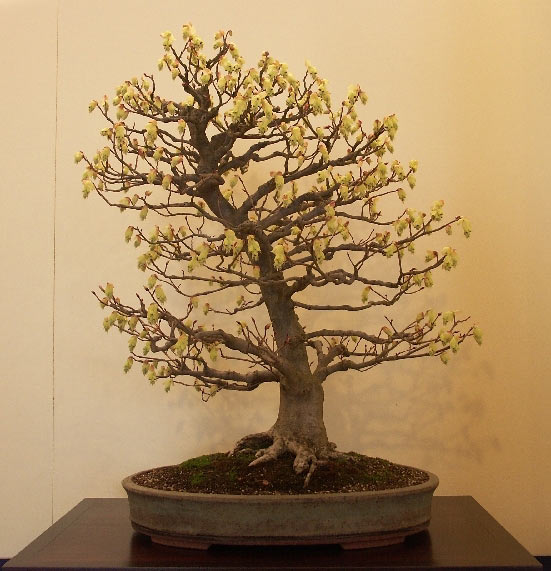 Winterhasel von Wolfgang Putz