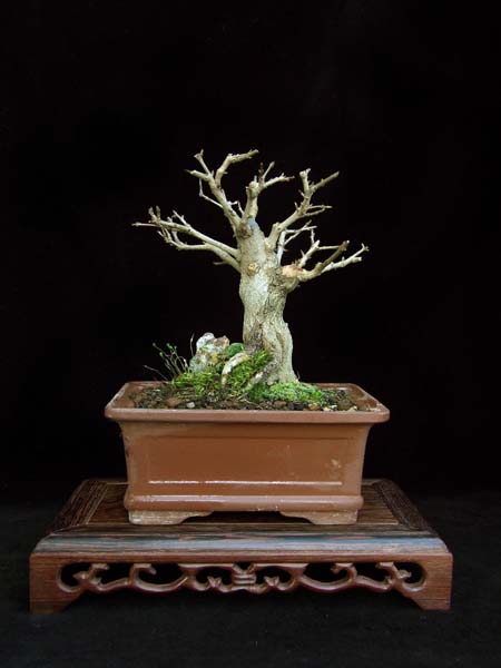 Neu - Granatapfel - Gr. ca. 14cm
