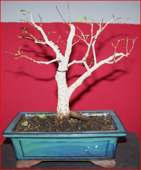 Ficus Benjamina.JPG