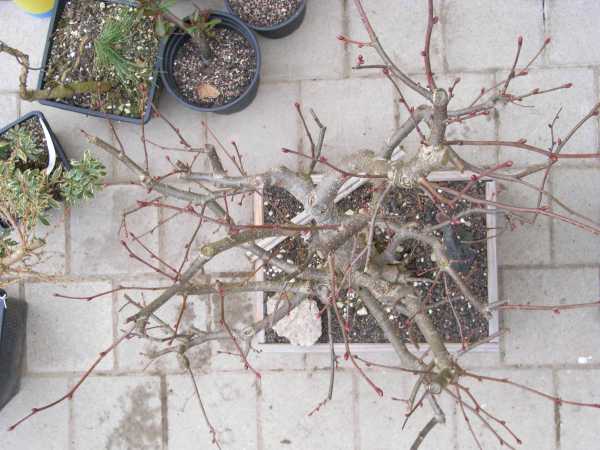 Linde2008_von_oben.jpg