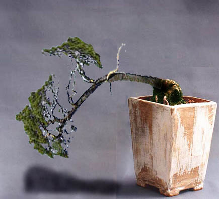 Bonsai-brutal.jpg