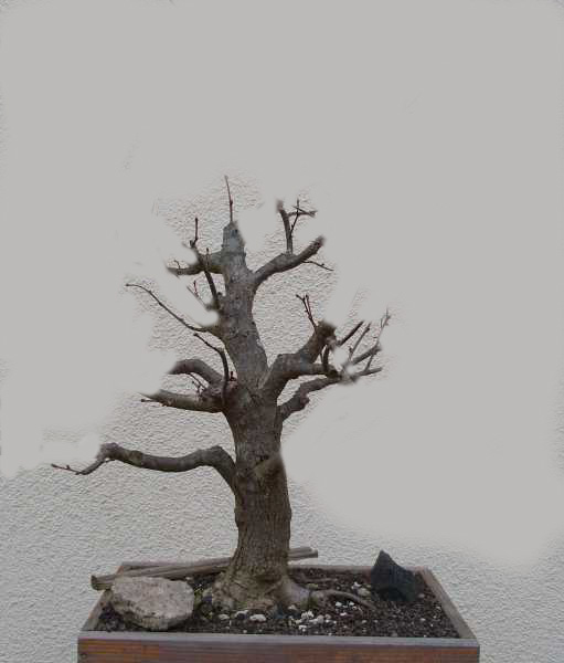 linde2008_vorn_BILU_v.jpg
