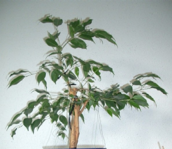 CIMG0009.JPG