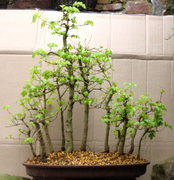 Acer campestre - Yose ue small.JPG